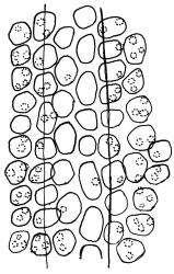 Tridontium milleneri, costa with adjacent laminal cells, mid leaf, adaxial view. Drawn from E.K. Cameron 16310, AK 355260.
 Image: R.D. Seppelt © R.D.Seppelt All rights reserved